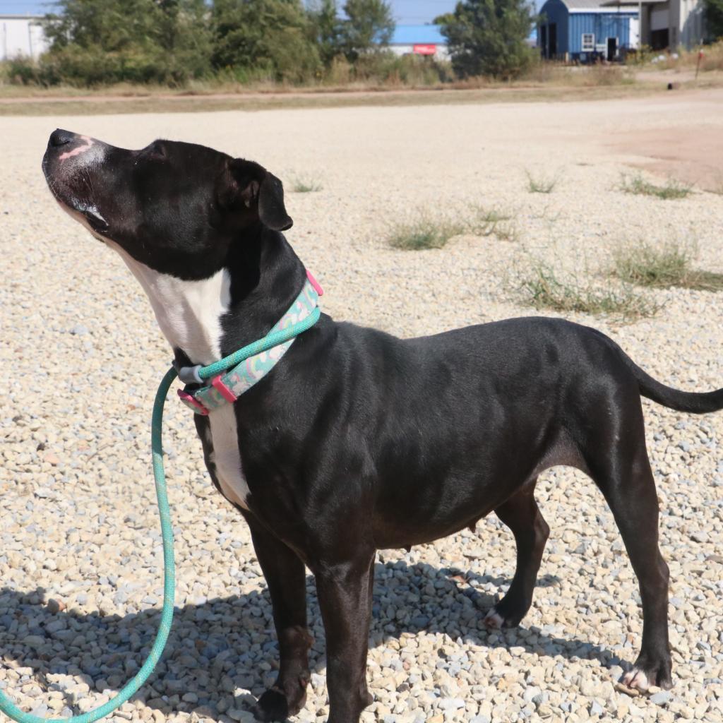 Waverly, Adoptable, Adult Female Boxer & Black Labrador Retriever.