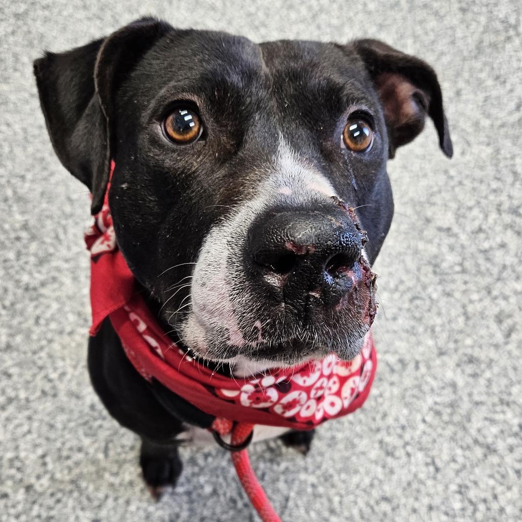 Enlarge Waverly, a Adoptable mixed breed in Kingman, KS image 3/6