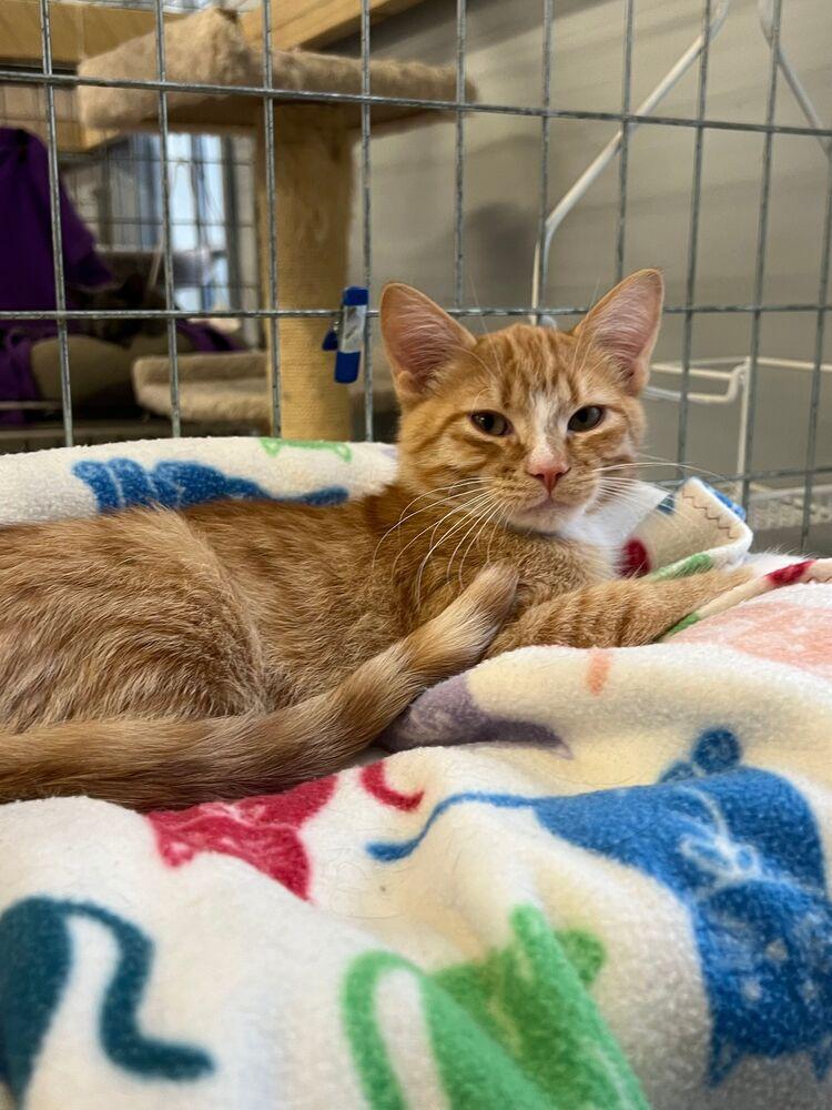 Enlarge Linguini, a Adoptable Domestic Short Hair in McPherson, KS image 3/5