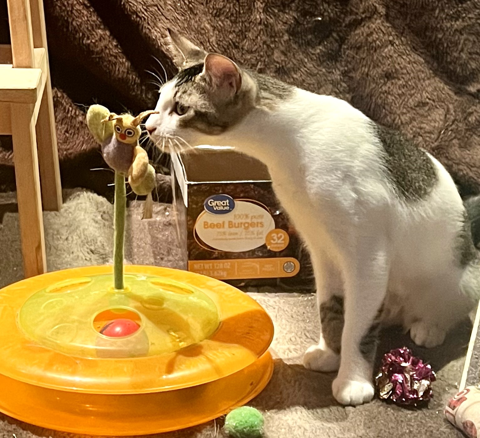 Gold Dust and Dream, a Adoptable Domestic Short Hair in Mission Viejo, CA image 2/6