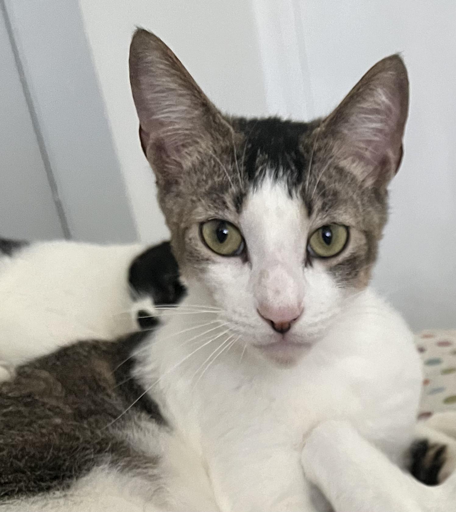 Gold Dust and Dream, a Adoptable Domestic Short Hair in Mission Viejo, CA image 4/6