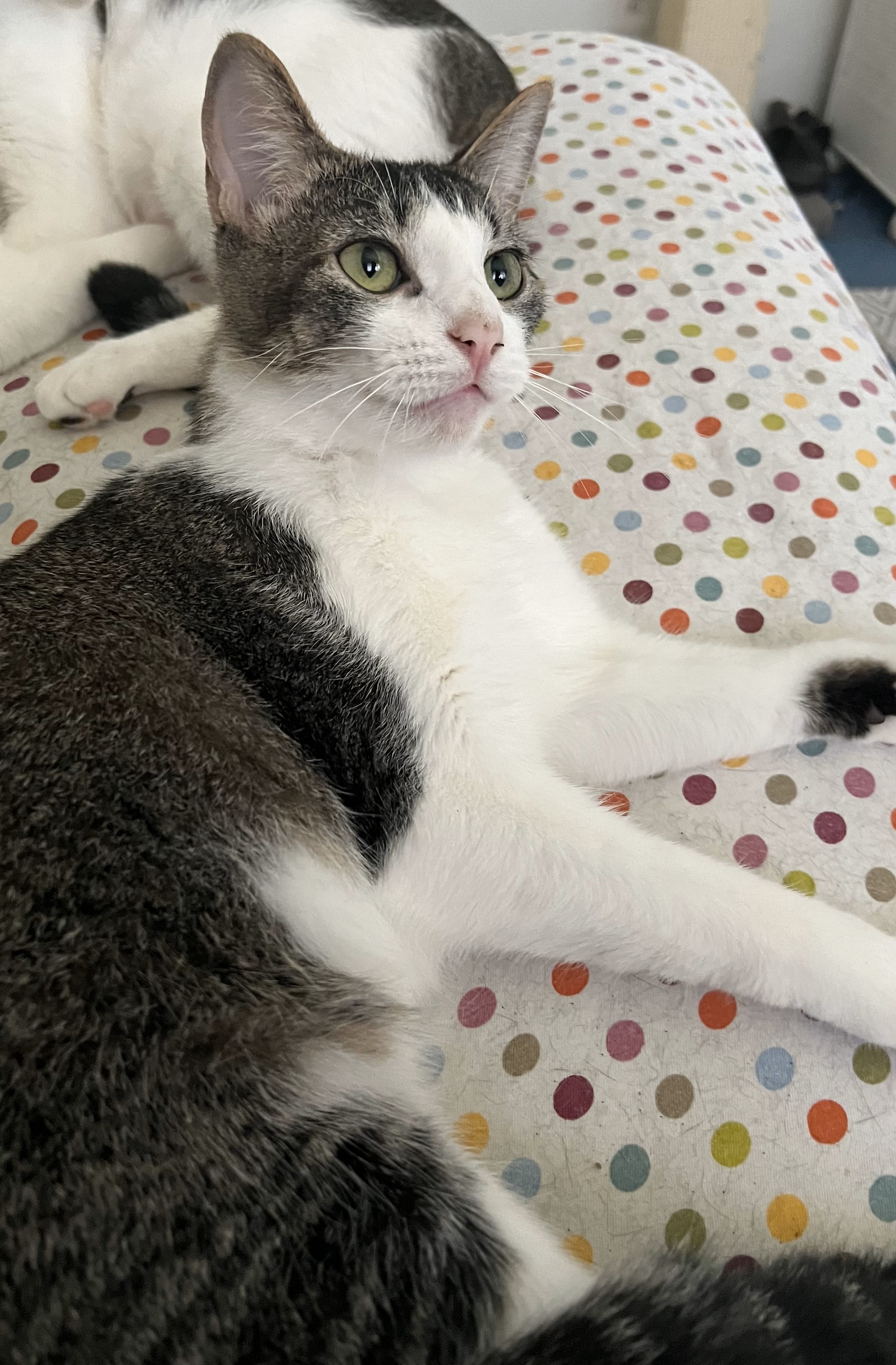 Gold Dust and Dream, a Adoptable Domestic Short Hair in Mission Viejo, CA image 5/6