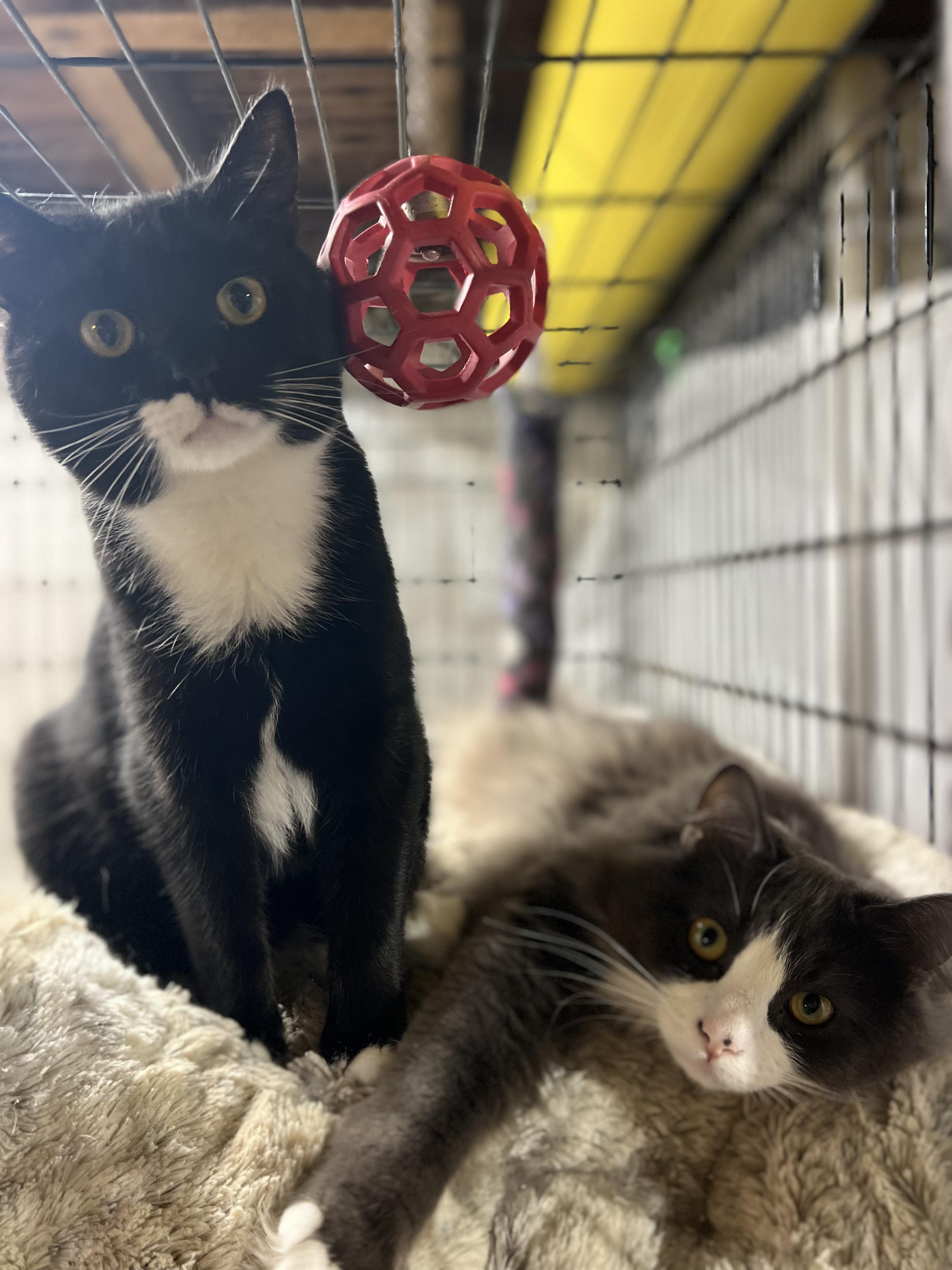 Sparky & Clarence, Adoptable, Young Male Domestic Short Hair & Domestic Long Hair.