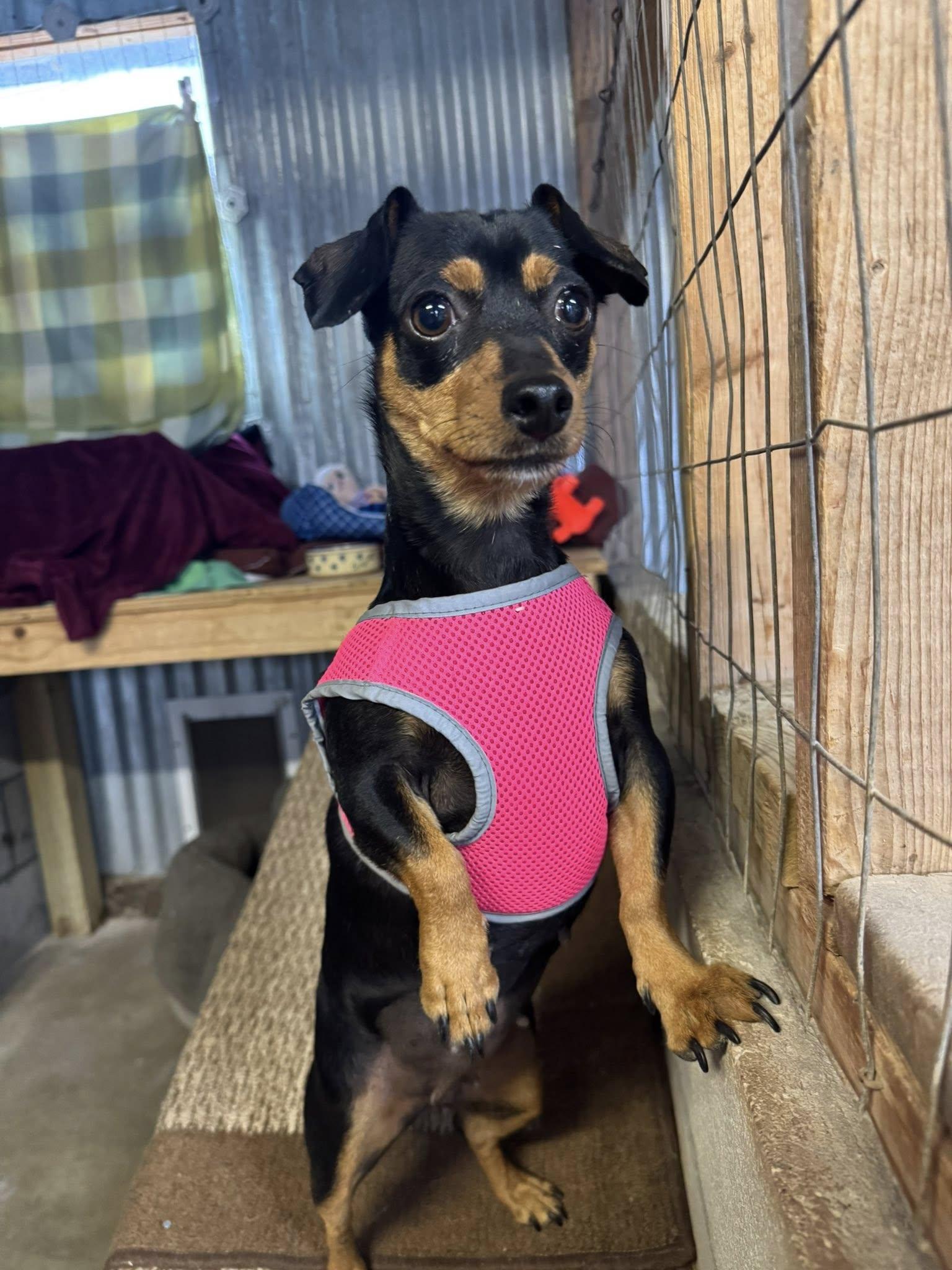 Enlarge Nikita, a Adoptable Dachshund in Williamsburg, NM image 1/3