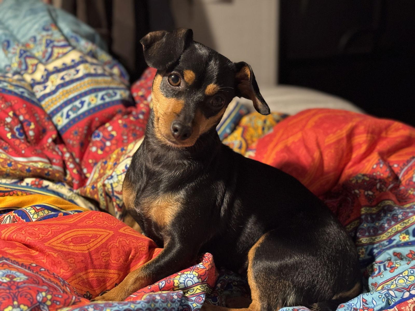 Nikita, Adoptable, Young Female Dachshund.