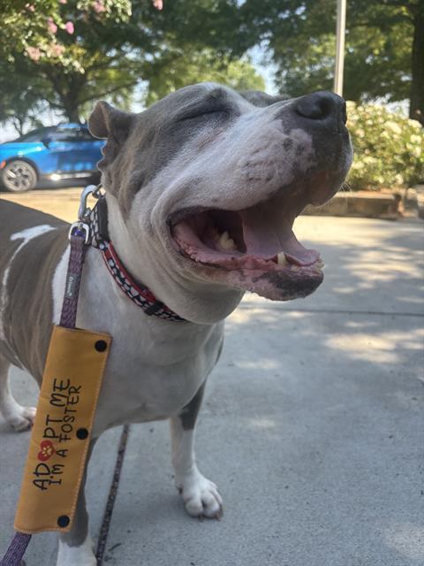 TREENA, Adoptable, Senior Female Pit Bull Terrier.