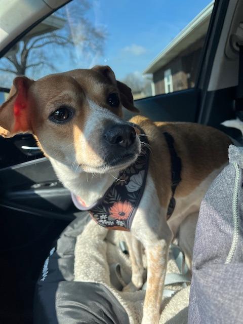 Enlarge Pumpkin, a Adoptable Terrier in Manchester, TN image 1/1