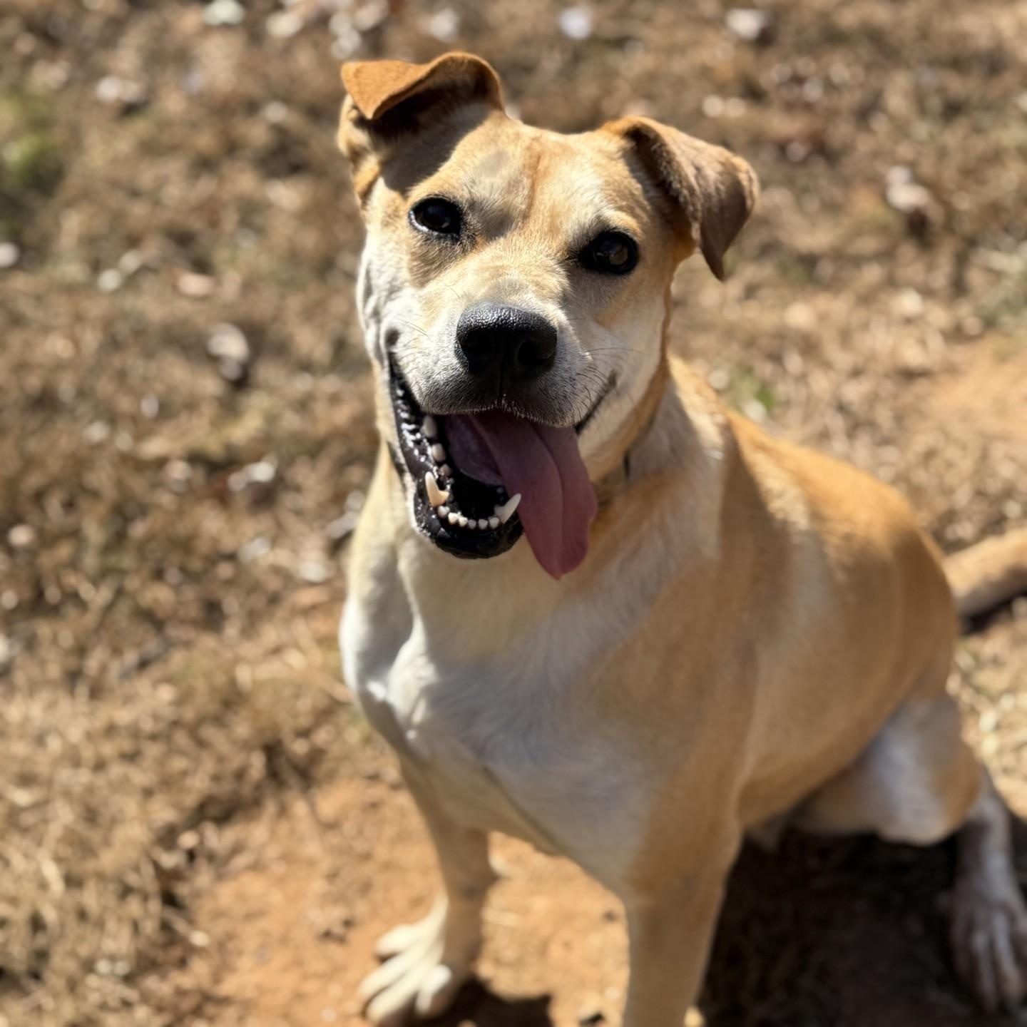 Kanga, Adoptable, Adult Female Terrier & Mixed Breed.