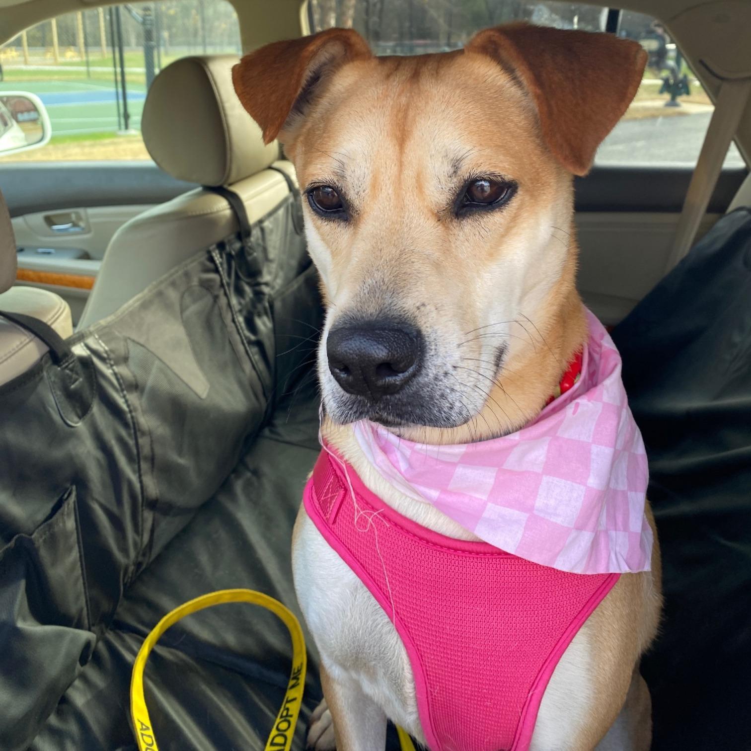 Enlarge Kanga, a Adoptable mixed breed in Dawsonville, GA image 2/5