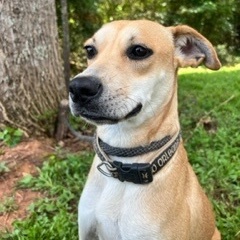 Kanga