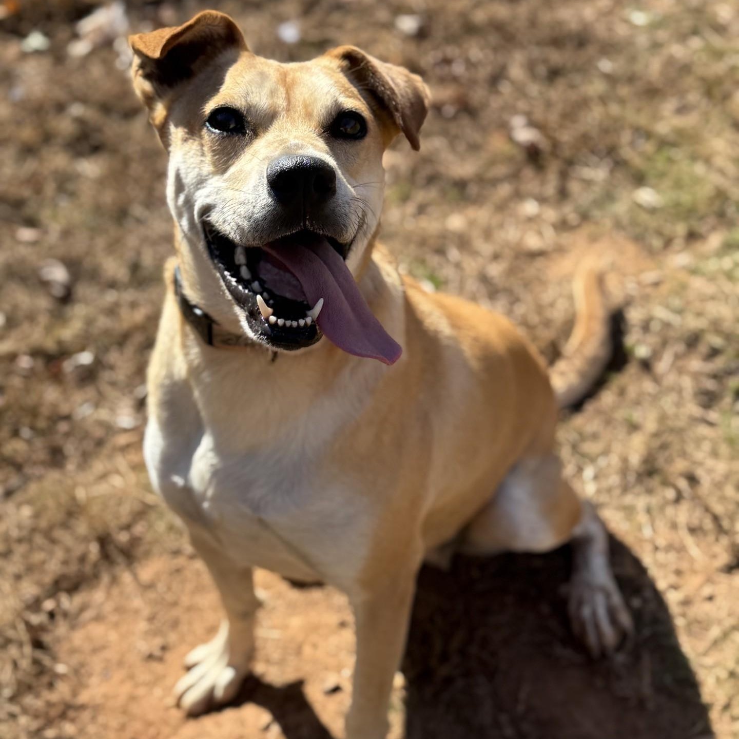 Kanga, a Adoptable mixed breed in Dawsonville, GA image 2/6