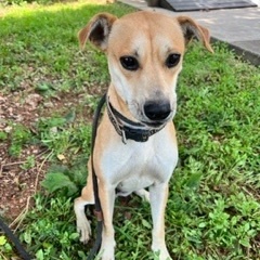 Kanga, a Adoptable mixed breed in Dawsonville, GA image 6/6