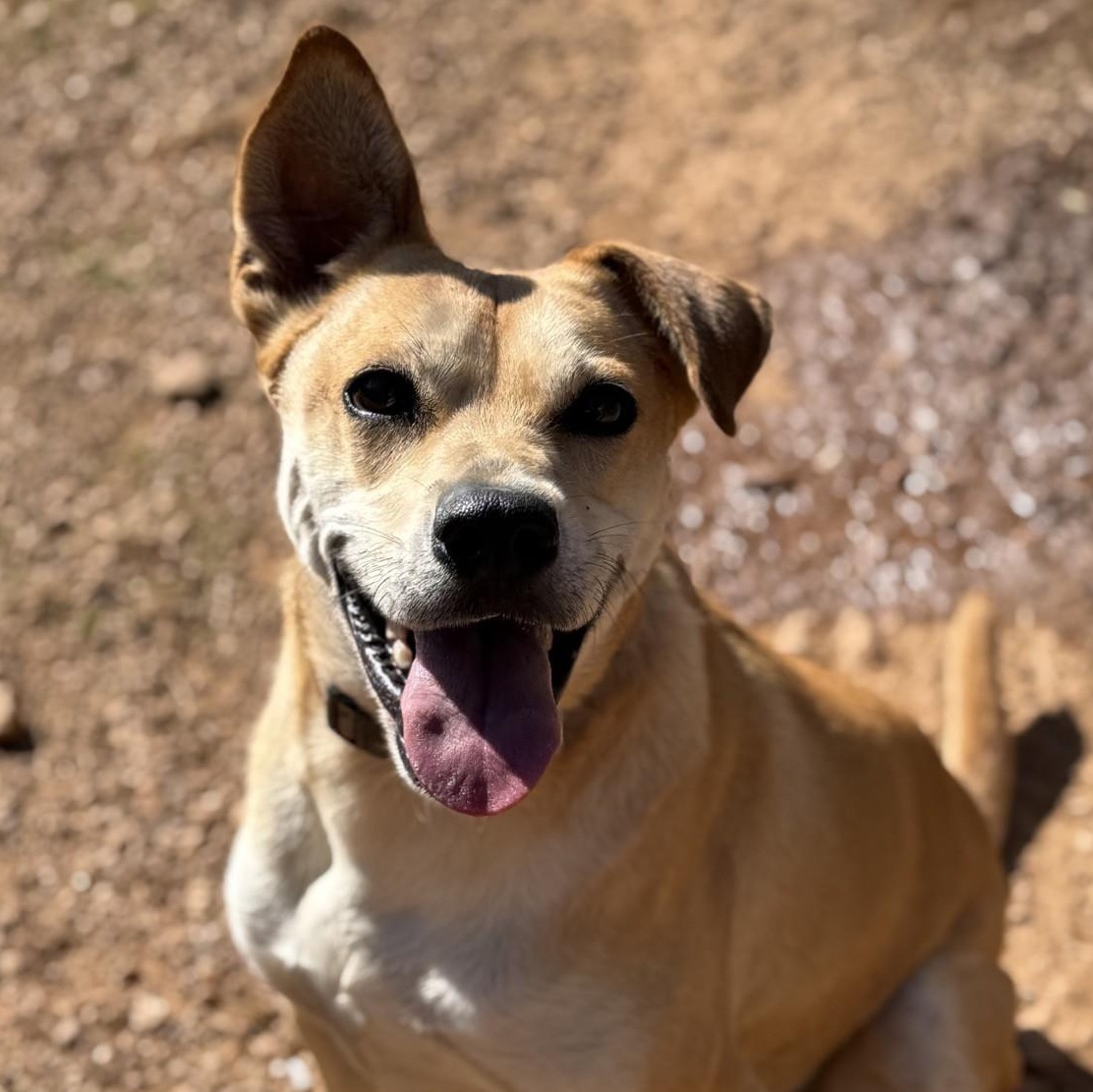 Kanga, a Adoptable mixed breed in Dawsonville, GA image 3/6