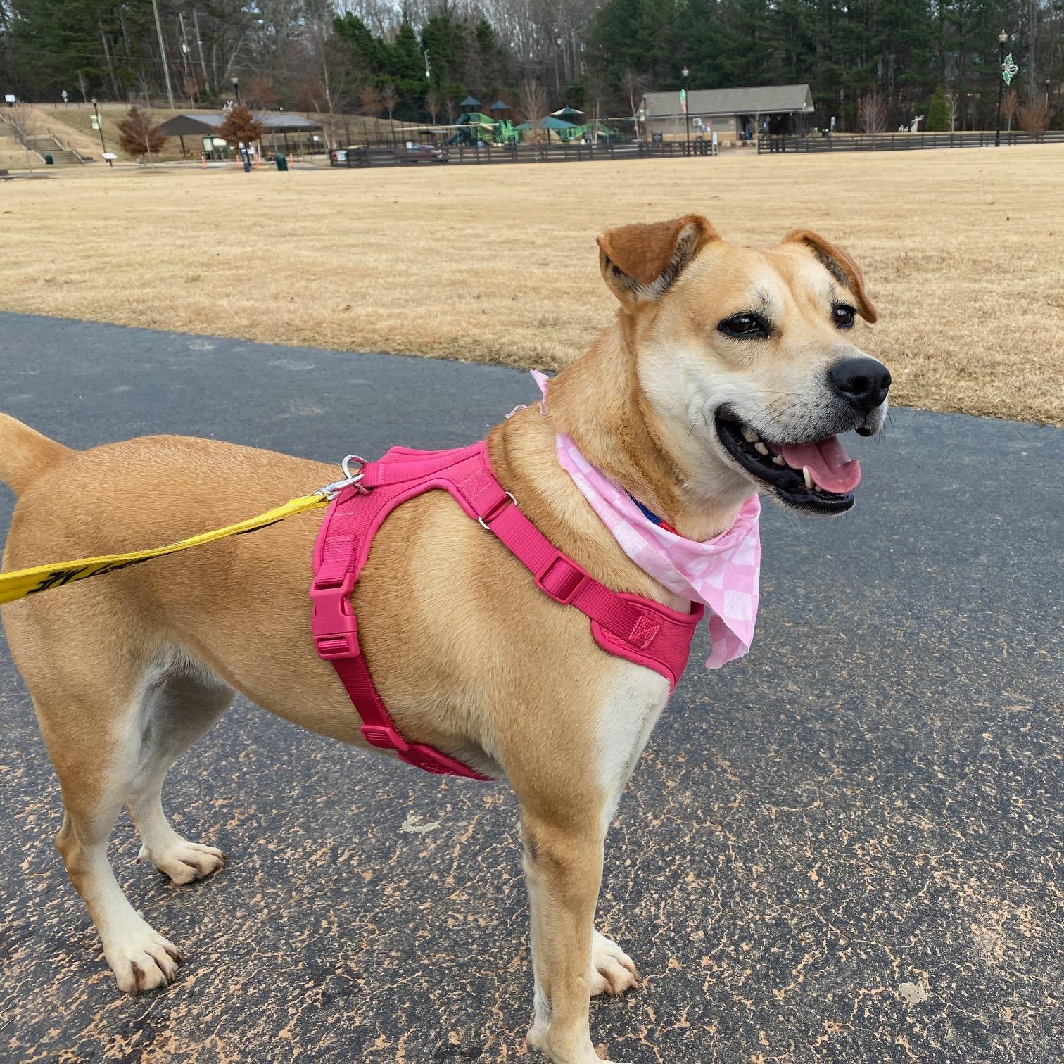 Enlarge Kanga, a Adoptable mixed breed in Dawsonville, GA image 5/5