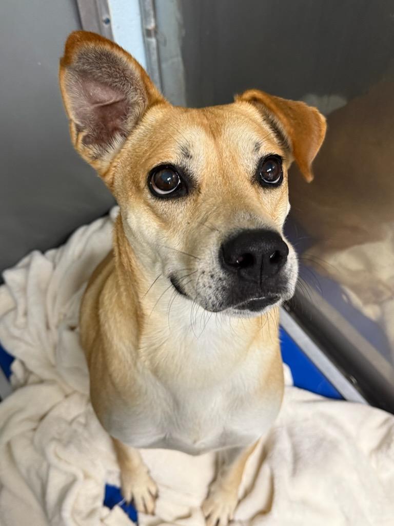 Kanga, a Adoptable mixed breed in Dawsonville, GA image 4/6