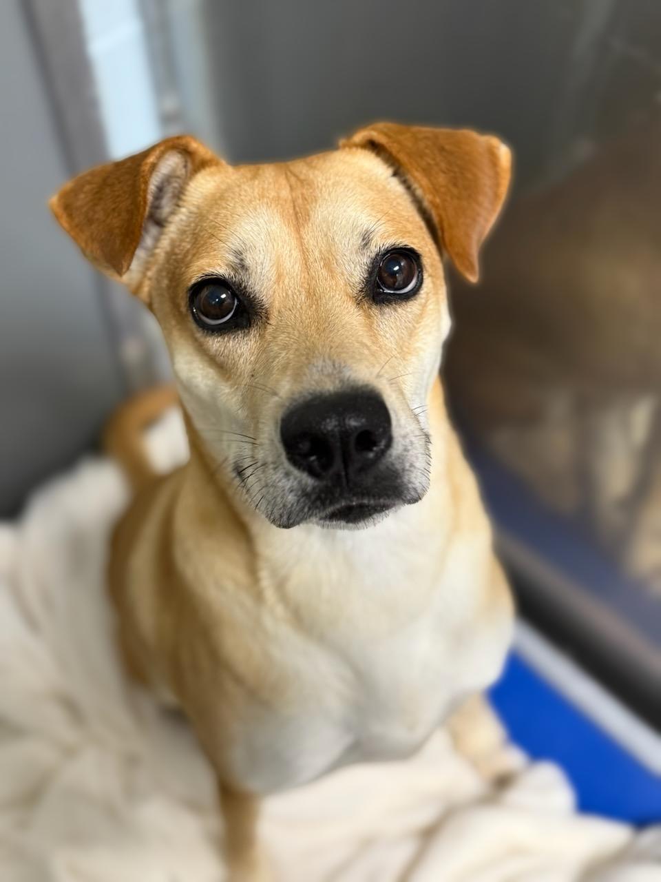 Kanga, a Adoptable mixed breed in Dawsonville, GA image 5/6