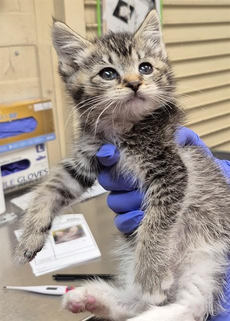 SYLVIE, Adoptable, Kitten Female Domestic Medium Hair.