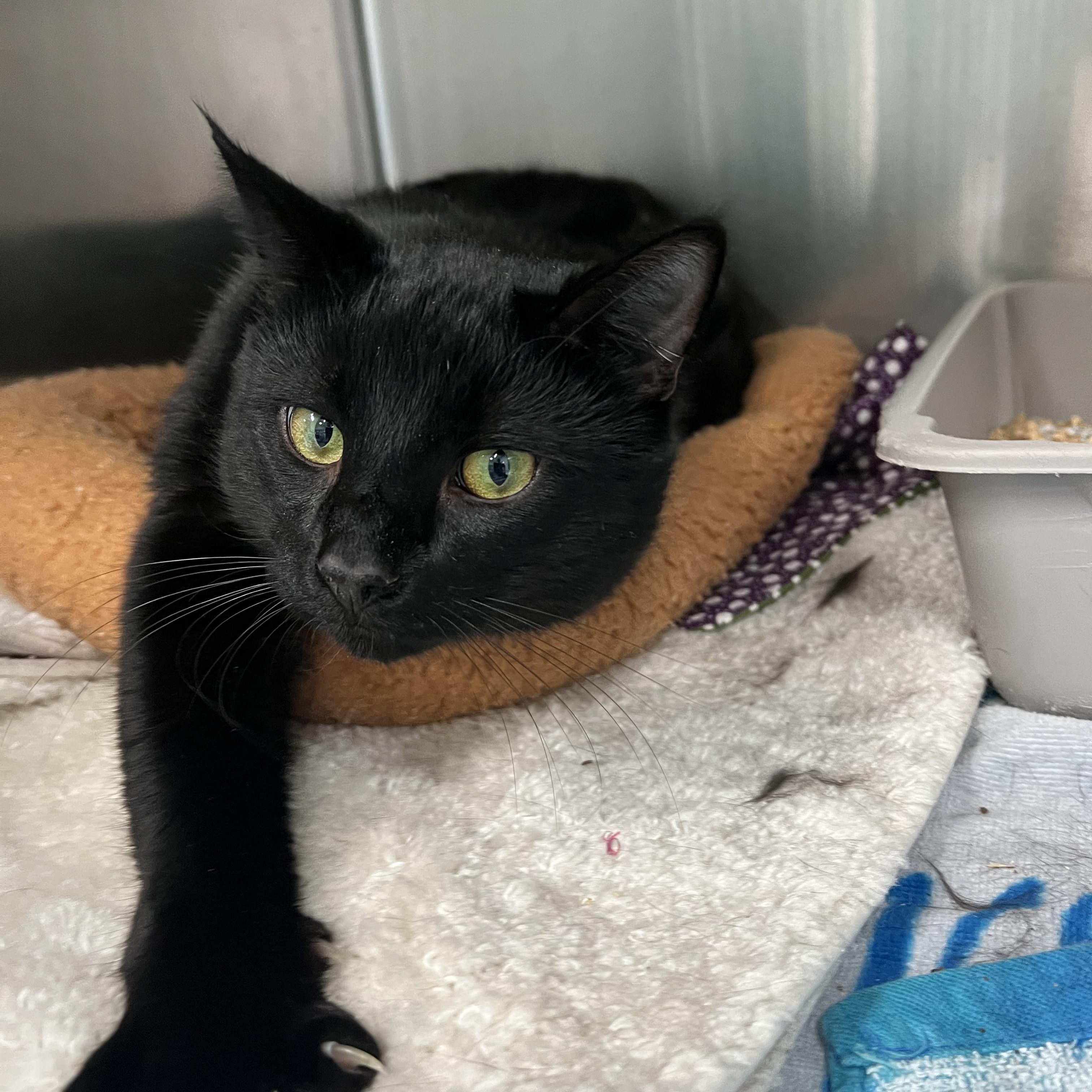 Batman, adopted, Adult Male Domestic Short Hair.