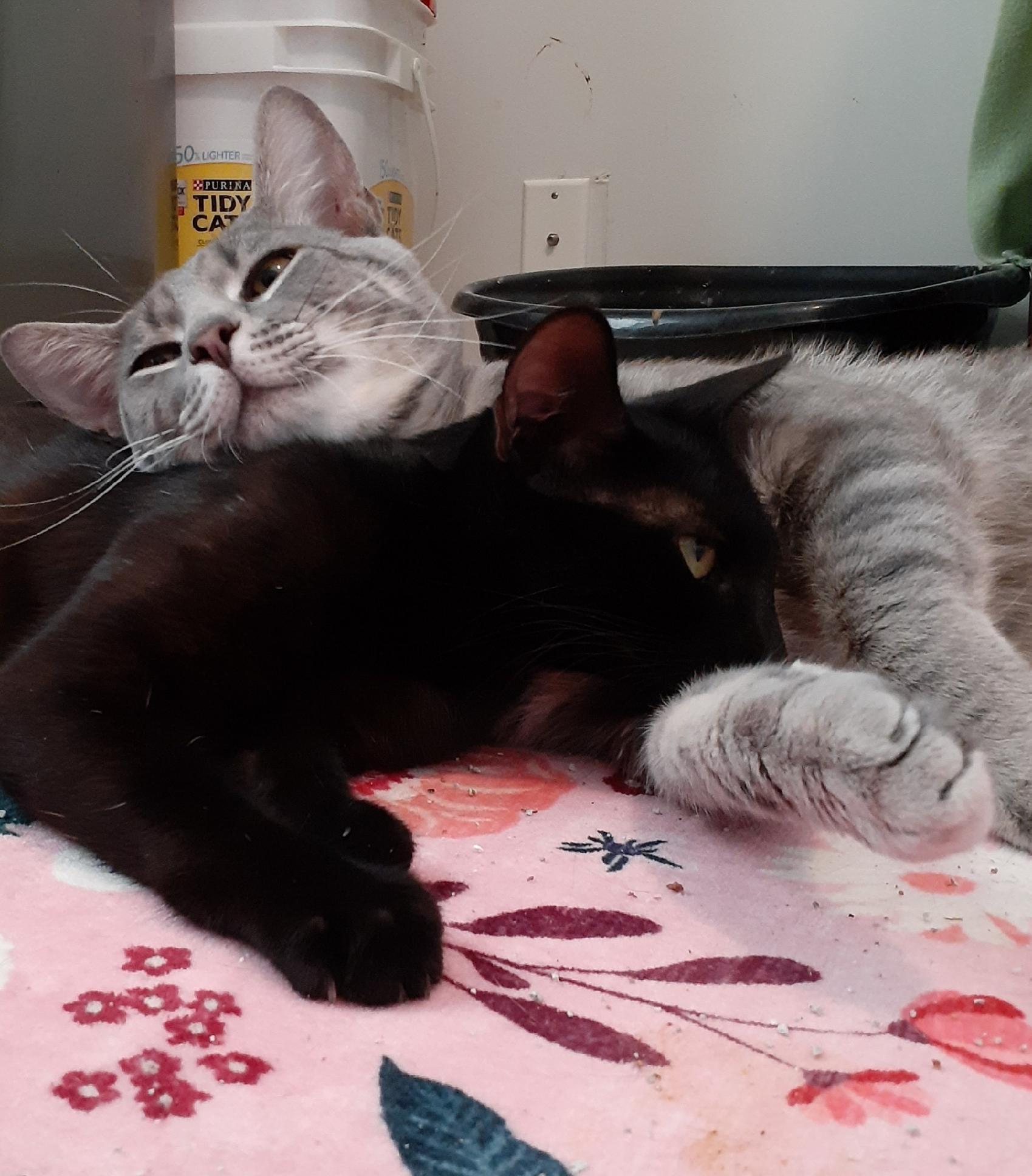 Ebony, a Adoptable Domestic Short Hair in Wimauma, FL image 3/5