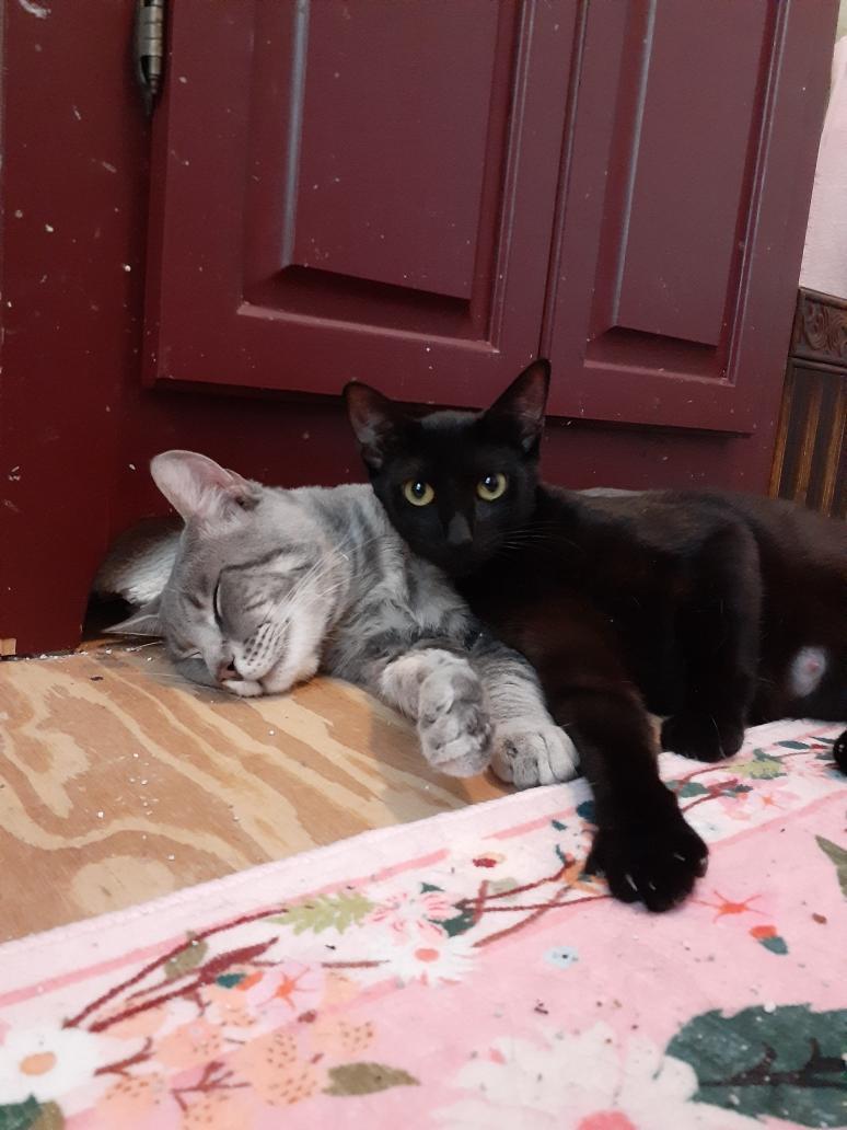 Ebony, a Adoptable Domestic Short Hair in Wimauma, FL image 5/6