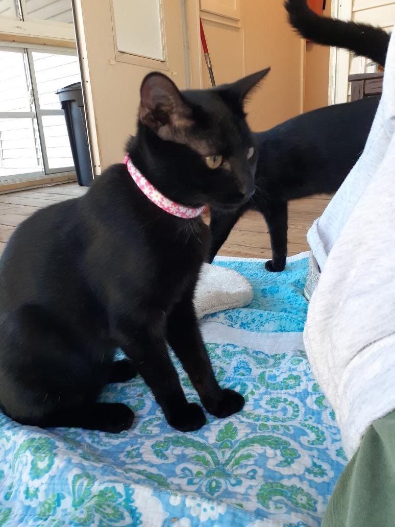 Ebony, a Adoptable Domestic Short Hair in Wimauma, FL image 1/5