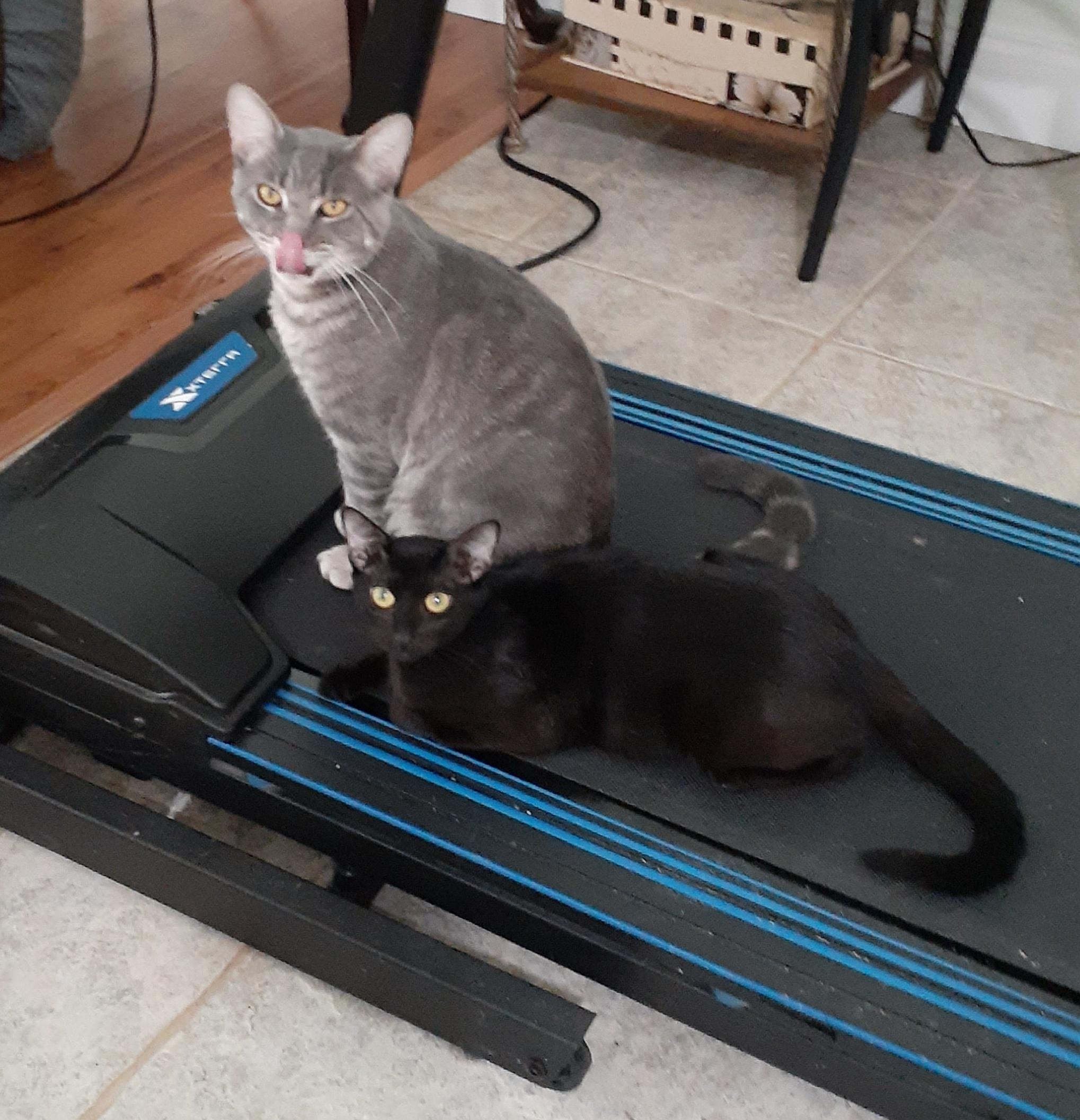 Ebony, a Adoptable Domestic Short Hair in Wimauma, FL image 4/6