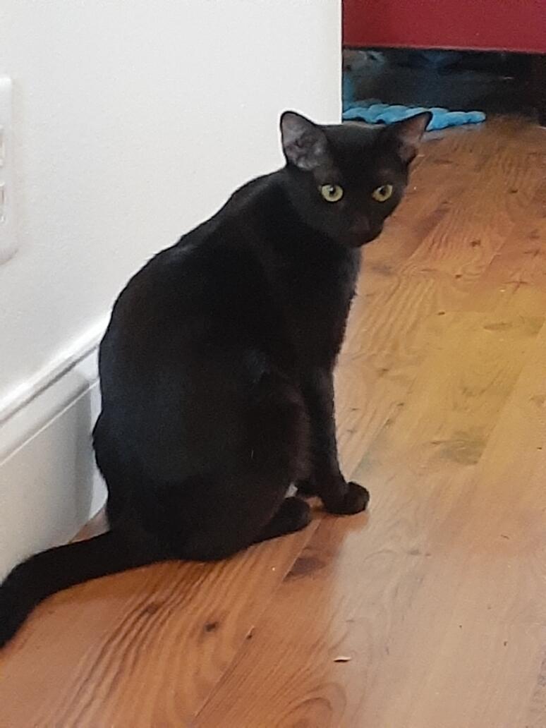 Ebony, a Adoptable Domestic Short Hair in Wimauma, FL image 4/5