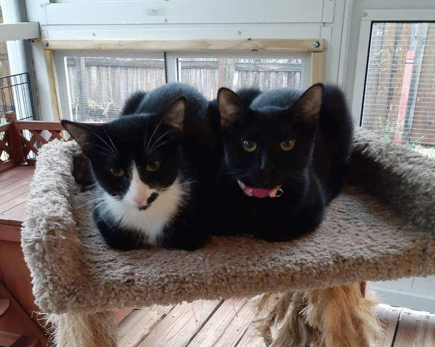 Ebony, a Adoptable Domestic Short Hair in Wimauma, FL image 5/5