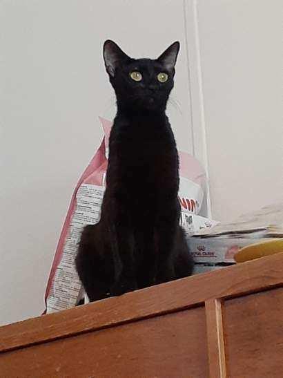 Ebony, Adoptable, Young Female Domestic Short Hair.