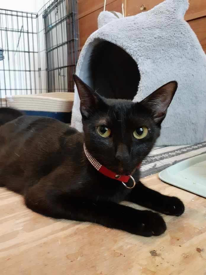 Ebony, a Adoptable Domestic Short Hair in Wimauma, FL image 2/5