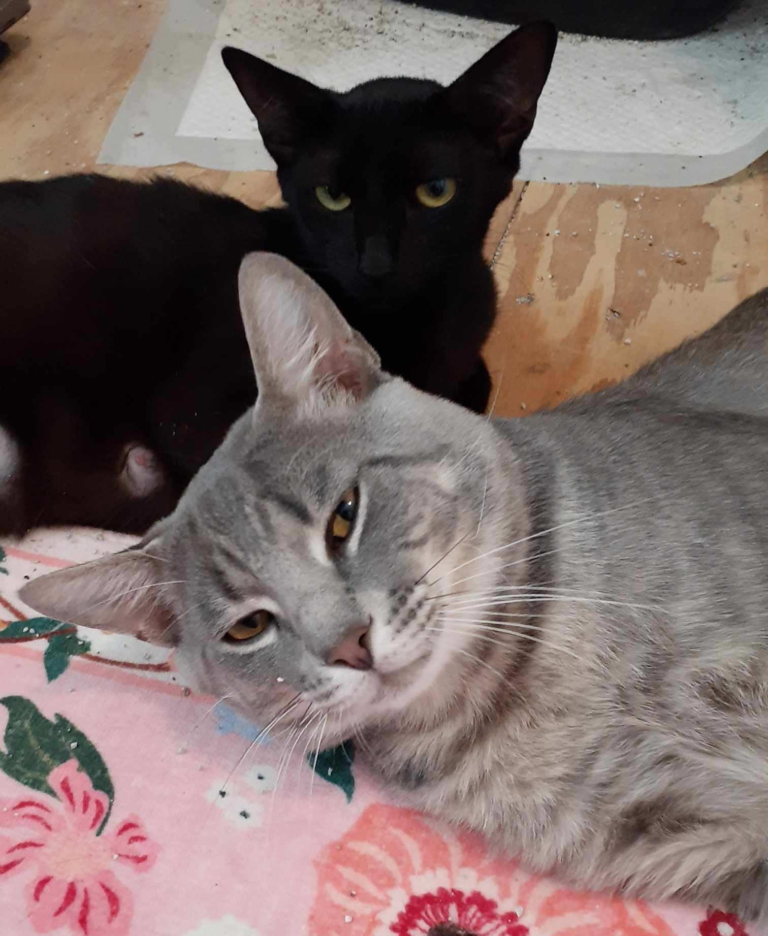 Ebony, a Adoptable Domestic Short Hair in Wimauma, FL image 6/6