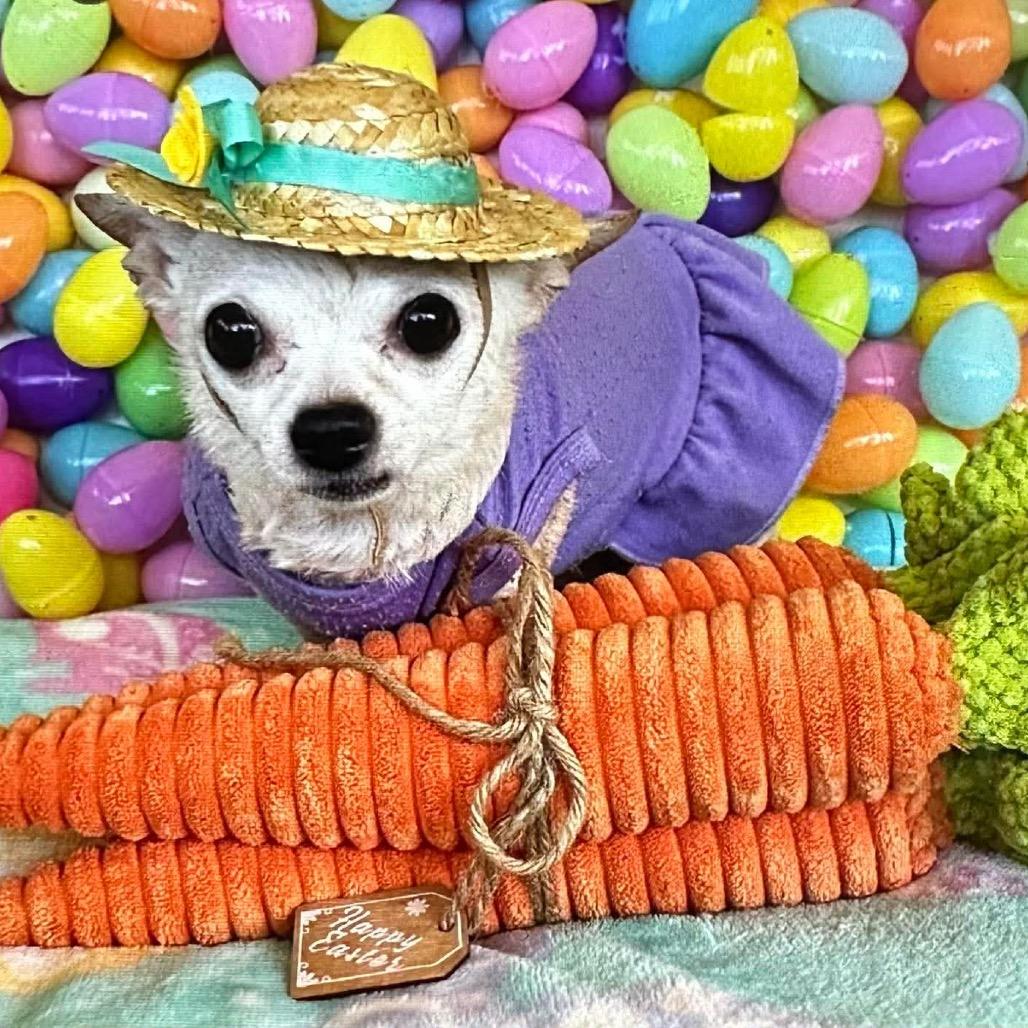 Kiwi, Adoptable, Senior Female Chihuahua.