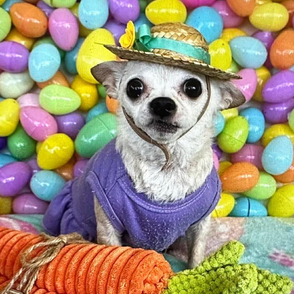 Kiwi, a Adoptable Chihuahua in Gulfport, MS image 2/6