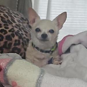 Kiwi, a Adoptable Chihuahua in Gulfport, MS image 3/6