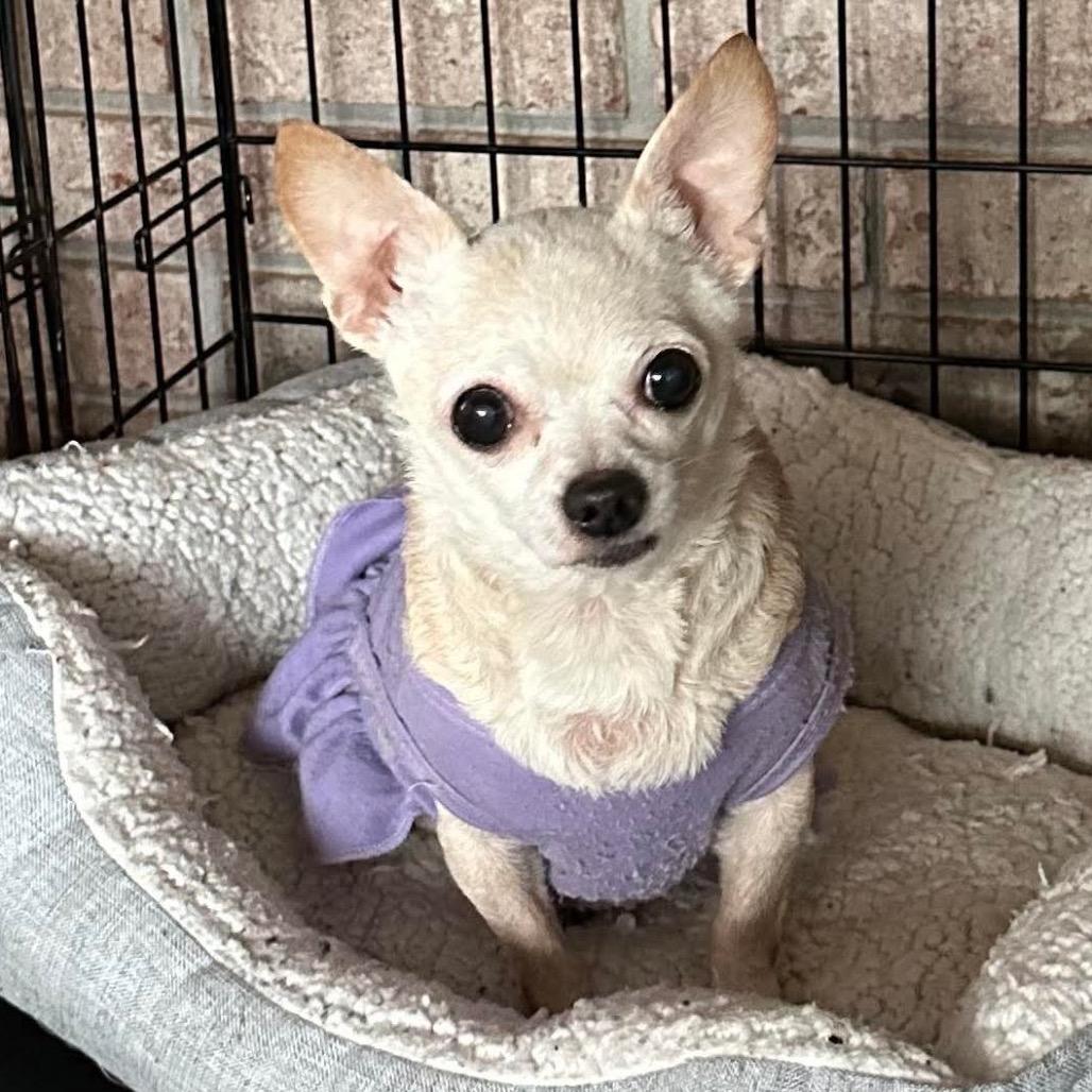 Kiwi, a Adoptable Chihuahua in Gulfport, MS image 4/6