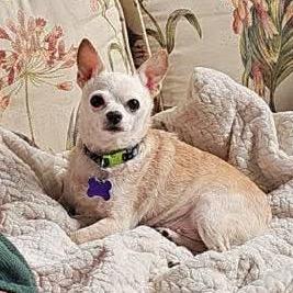 Kiwi, a Adoptable Chihuahua in Gulfport, MS image 5/6
