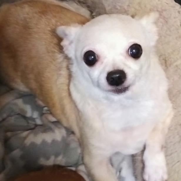 Kiwi, a Adoptable Chihuahua in Gulfport, MS image 6/6