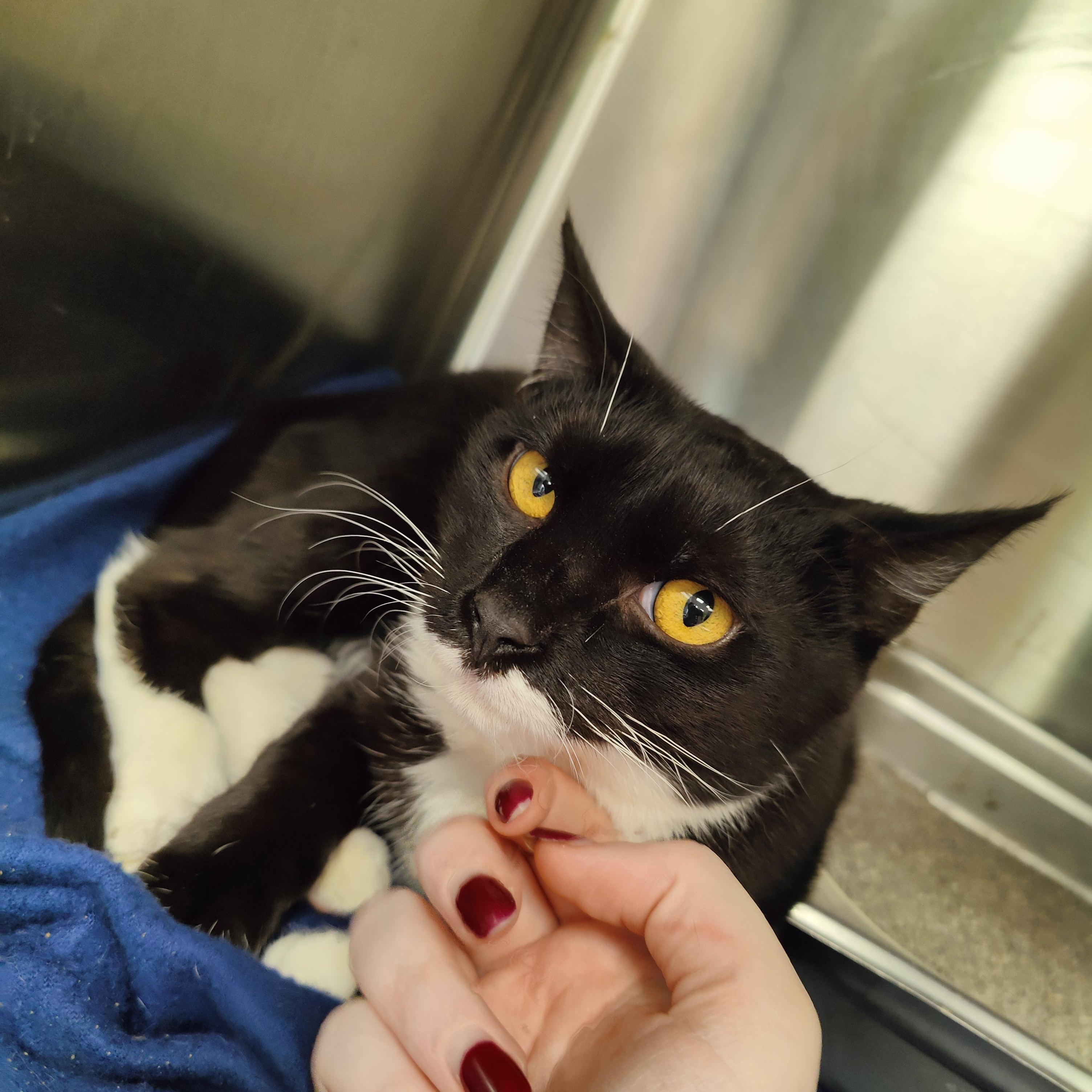 Enlarge Verdandi, a Adoptable Domestic Short Hair in Jersey city, NJ image 1/2