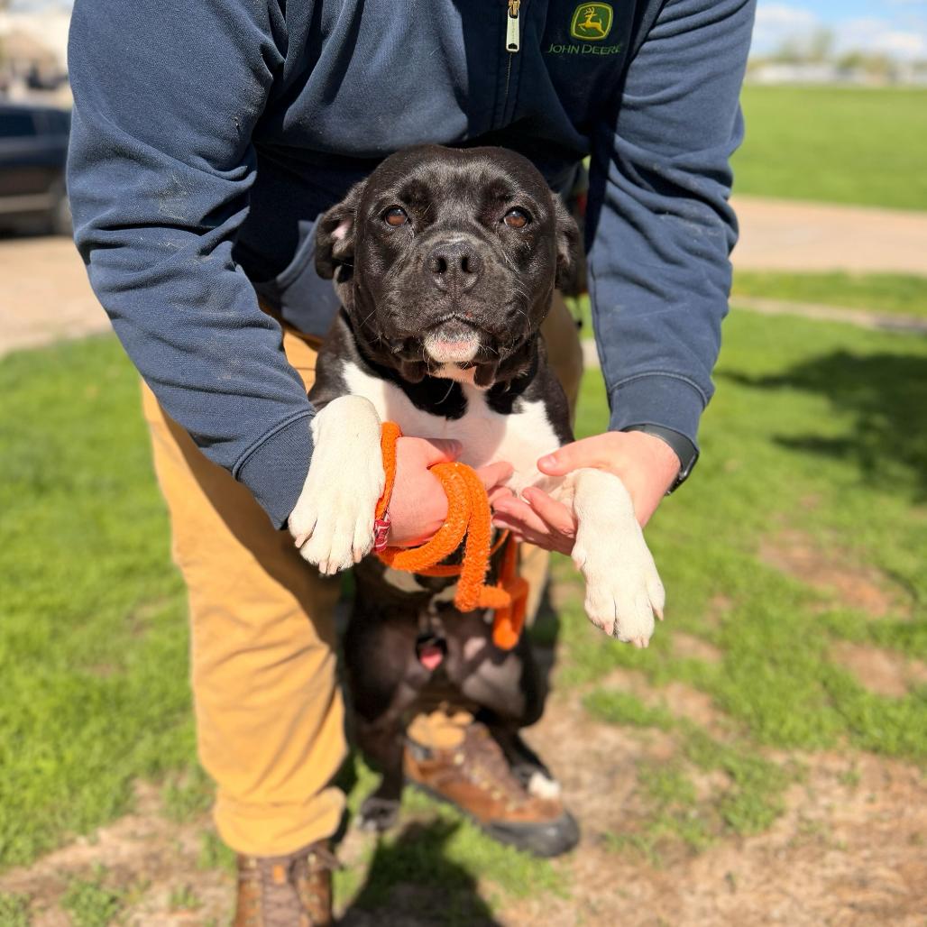 It's Not Just A Boulder, Adoptable, Adult Male Mixed Breed.