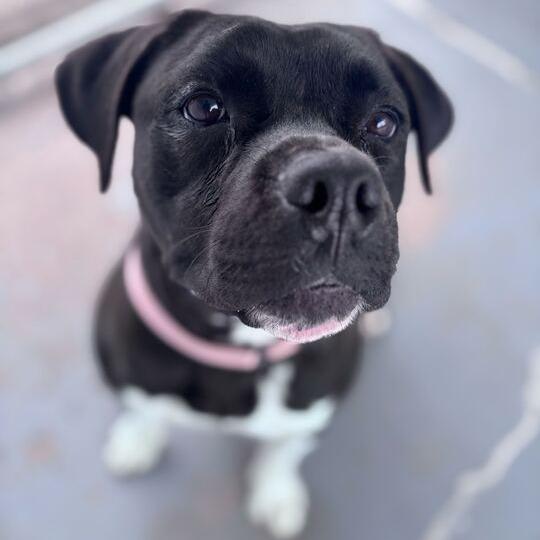 Enlarge It's Not Just A Boulder, a Adoptable Mixed Breed in Davenport, IA image 1/6