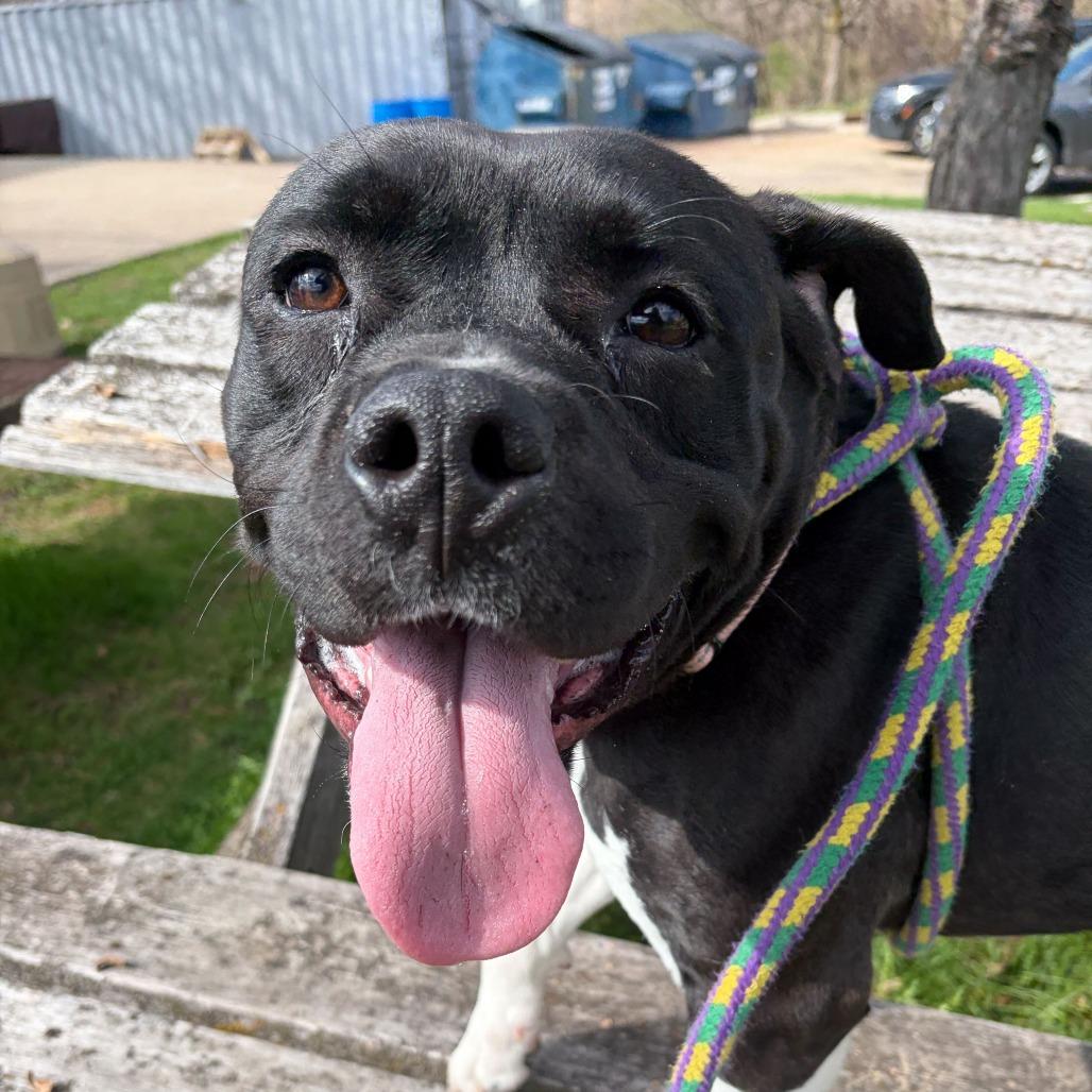 Enlarge It's Not Just A Boulder, a Adoptable Mixed Breed in Davenport, IA image 2/4