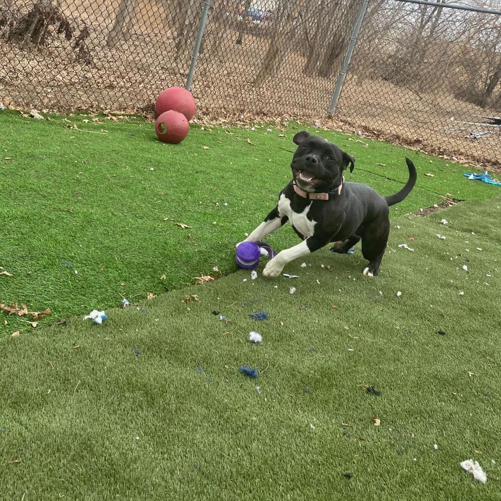 Enlarge It's Not Just A Boulder, a Adoptable Mixed Breed in Davenport, IA image 2/6