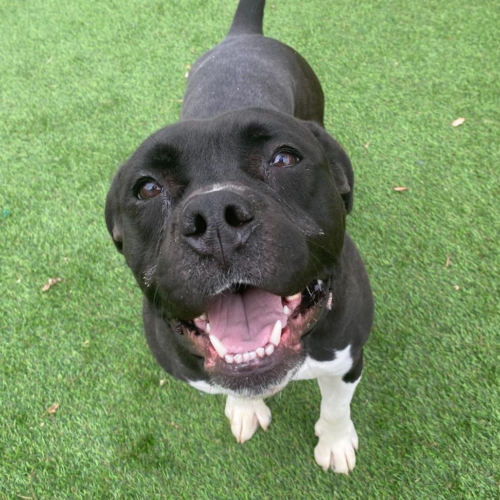 Enlarge It's Not Just A Boulder, a Adoptable Mixed Breed in Davenport, IA image 3/6