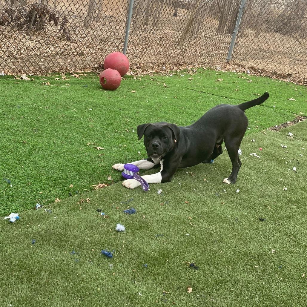 Enlarge It's Not Just A Boulder, a Adoptable Mixed Breed in Davenport, IA image 4/6