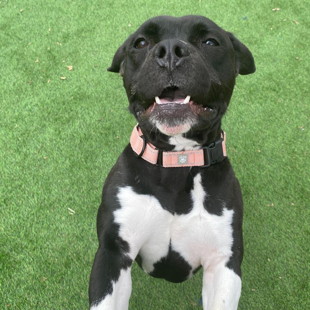 Enlarge It's Not Just A Boulder, a Adoptable Mixed Breed in Davenport, IA image 5/6