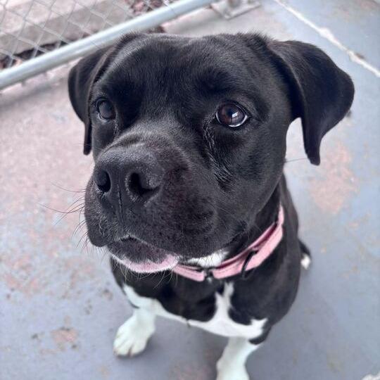 Enlarge It's Not Just A Boulder, a Adoptable Mixed Breed in Davenport, IA image 6/6