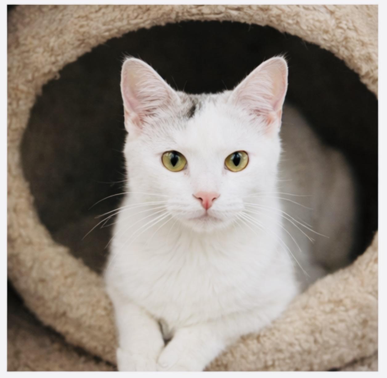 Kewpie, ADOPTABLE, Kitten Female Domestic Short Hair.