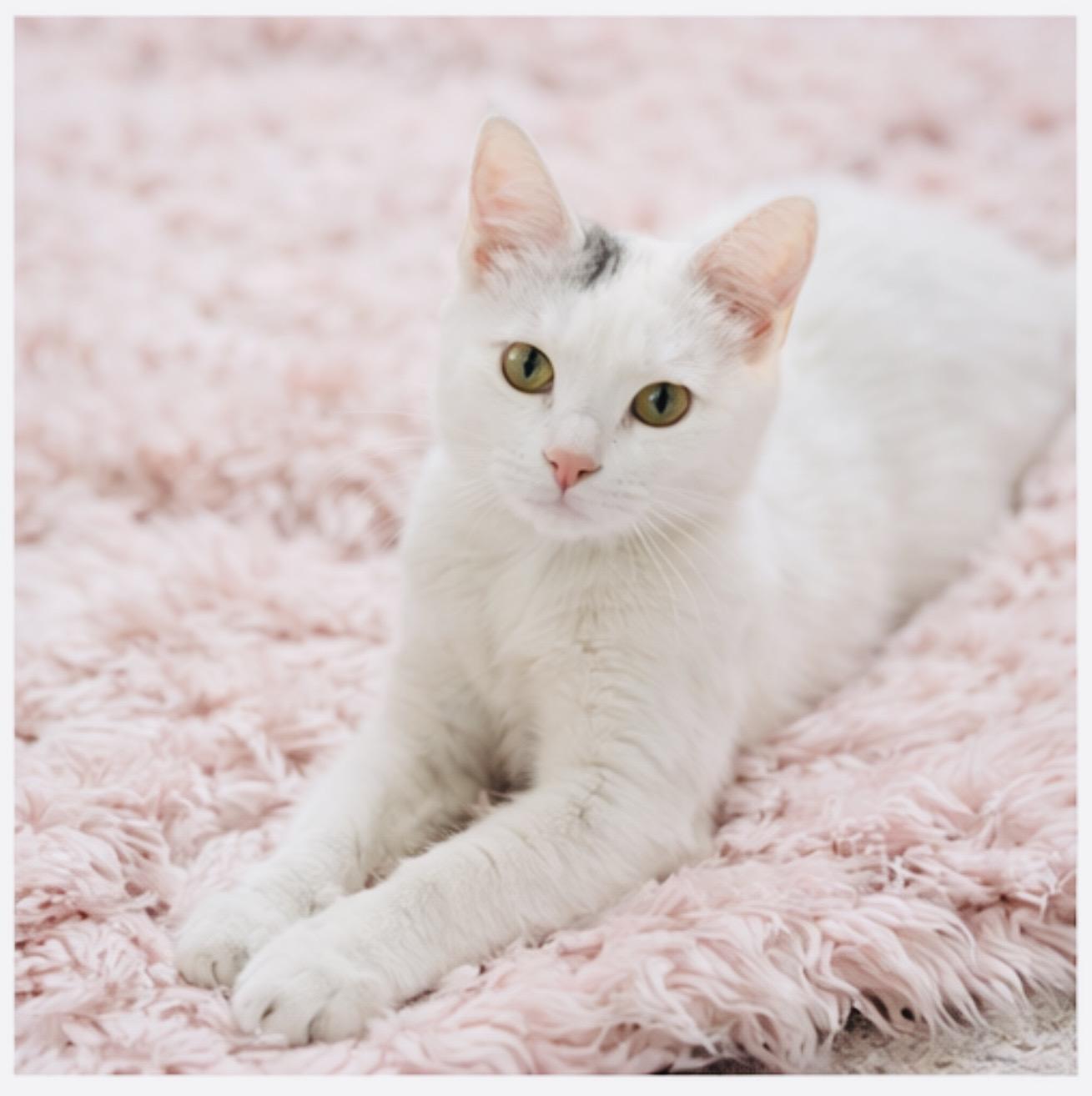 Enlarge Kewpie, a ADOPTABLE Domestic Short Hair in Joliet, IL image 5/6