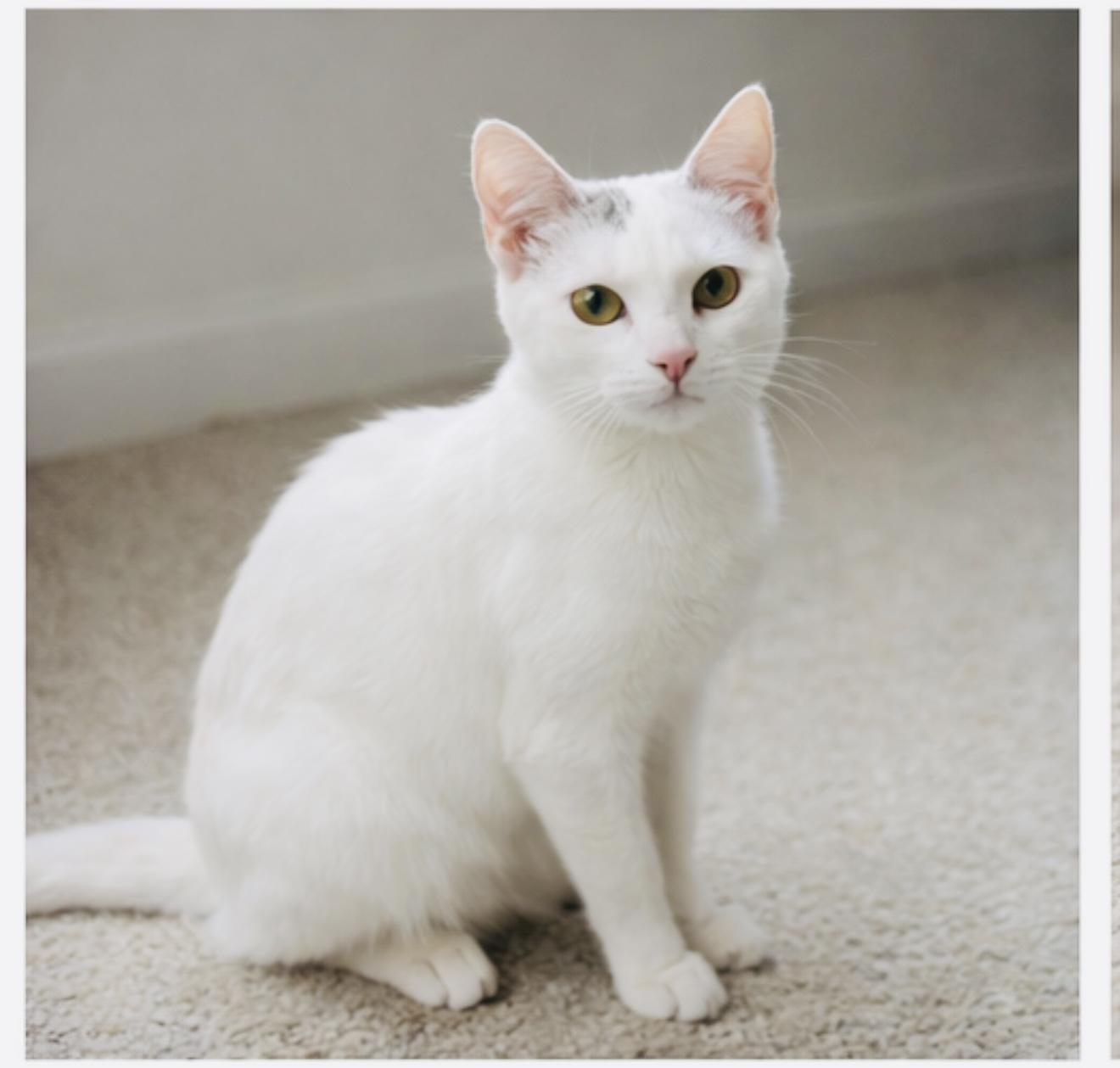 Enlarge Kewpie, a ADOPTABLE Domestic Short Hair in Joliet, IL image 2/6