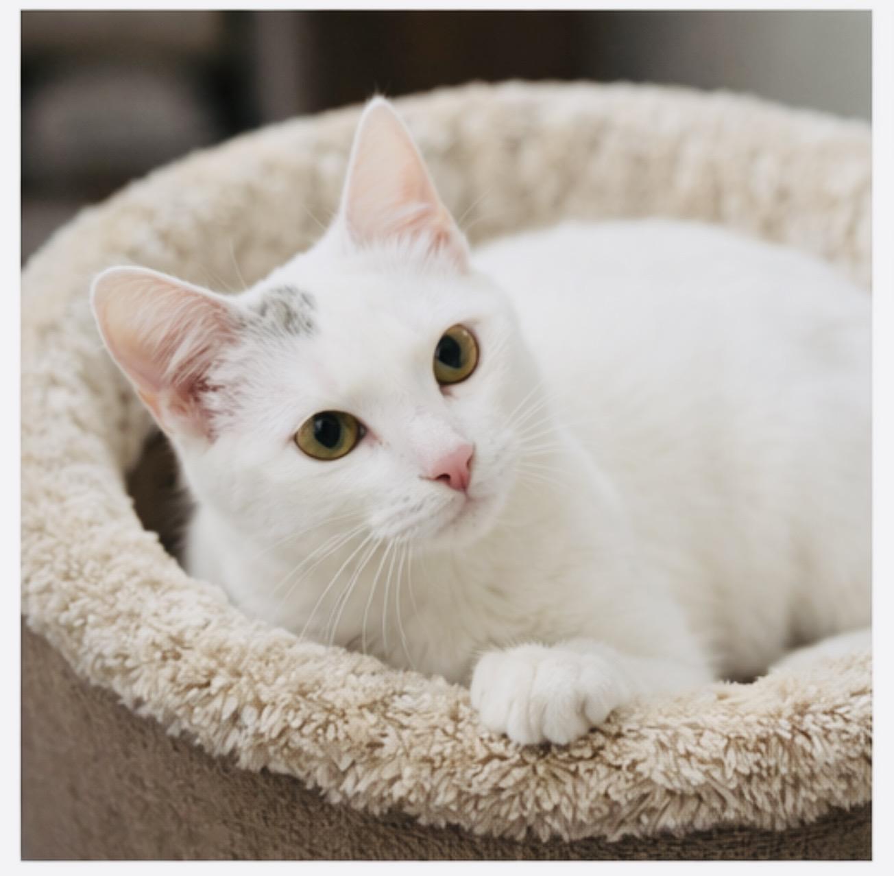 Enlarge Kewpie, a ADOPTABLE Domestic Short Hair in Joliet, IL image 3/6